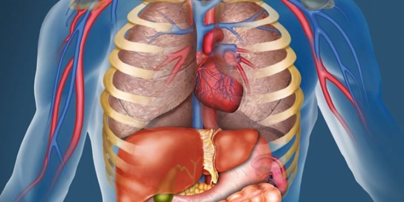 anat_270-body_system_0